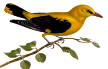 Vakantiewoning De Wielewaal